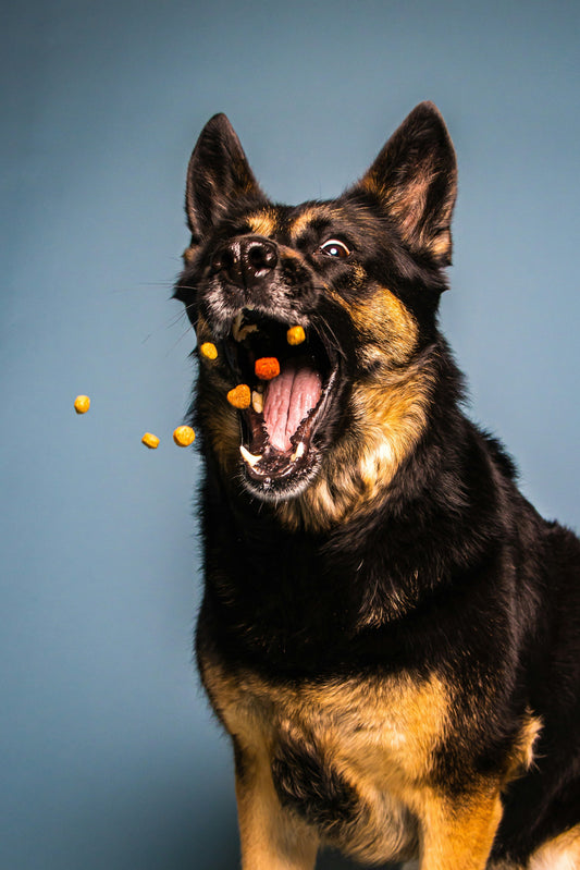 Healthy Pet Life Starts with Nutrition, Not Just Food