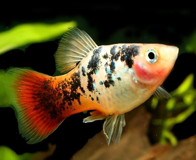 Aquatic Foods Inc. 1mm - 1/32, 35% Protein Economy Floating Pellets for All Community Fish, Tetras, Guppies, Angel Fish, Cichlids, Goldfish. All Tropical Fish - WL…1/2-lb Foil Pouch Bag