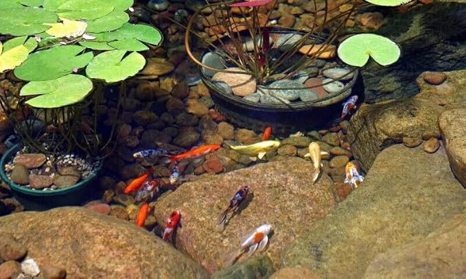 Aquatic Foods Inc. Koi & Pond Fish Krill Flakes. Arctic Krill Flakes which Contain Natural Carotenoids & Astaxanthin That Will Enhance The Vibrant Colors of Fish...WL…2-lbs Poly Bag