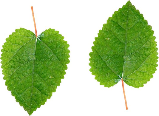 Awesome Aquatic Mulberry Shrimp Leaves Natural Botanical Leaf Food Organic Treat Aquarium Fish Shrimp Terrarium High Protein Vitamin Mineral Fiber Healthy Habitat Environment (Mulberry 10 pk)