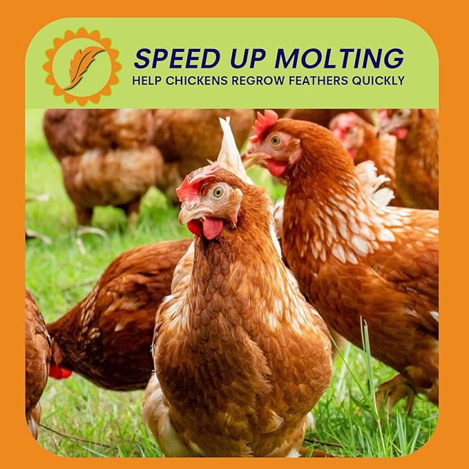 10lbs Dried Black Soldier Fly Larvae for Chickens - High Protein Chicken Food 100% Natural - BSF Larvae More Calcium Than Dried Mealworms, Chicken Treats for Laying Hens Ducks Birds