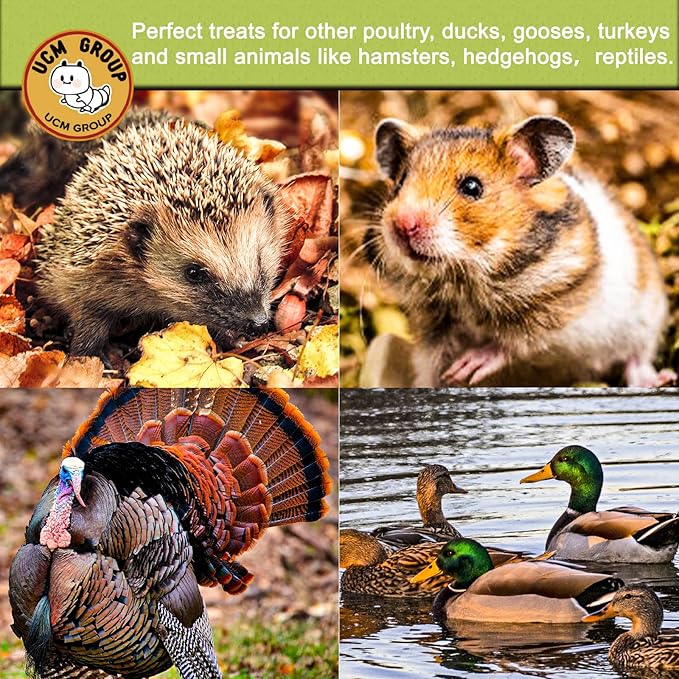 UCM Group 20LB Dried Black Soldier Fly Larvae for Chickens, Poultry, Wild Birds,100% Natural Non-GMO, No Additives, Treat, More Calcium Chickens Treats Than Mealworms, 4 Packs