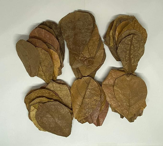 Awesome Aquatic Shrimp & Betta Leaves Catappa/Indian Almond, Dadap, Mulberry Natural Habitat Tannin Producing Improves Immunity Easy to USE (Catappa Mini 2 in 50 Pk)