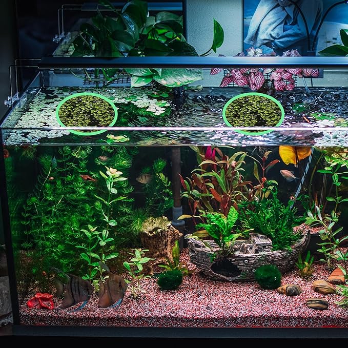 10 Pcs Fish Feeding Rings Set 5 Sizes of Aquarium Floating Plant Ring Foam Fish Feeder Rings Round Feeder Ring-Floating Plant Ring for Fishes, Floating Plants