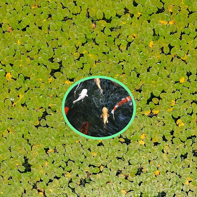 10 Pcs Fish Feeding Rings Set 5 Sizes of Aquarium Floating Plant Ring Foam Fish Feeder Rings Round Feeder Ring-Floating Plant Ring for Fishes, Floating Plants