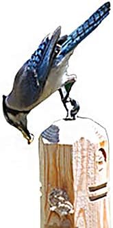 Wildlife Sciences Suet Plugs 48 Pack, Case of 12 Individually Wrapped 12 oz 4 Packs (Sunflower Blend)