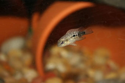 Aquatic Foods Inc. Freeze-Dried Bloodworm Powder & Particles for Tropical Fish Fry, Babies, Guppies, Tetras, Bettas, Nano Fish…1oz Squeeze Bottle