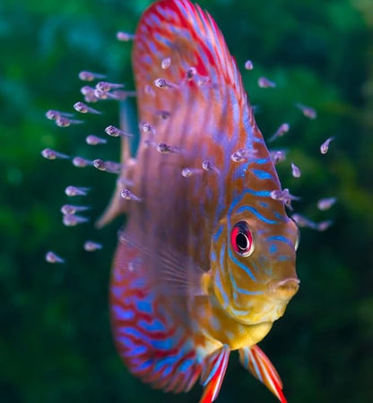 Aquatic Foods Inc. Nano Fry Powder, 55% Protein Vitamin Rich Floating/Slow Sinking Powdered Fry Growth Food for All Tropical Fish, Baby Cichlids, Bettas, Tetras, Guppies...3.3oz Squeeze Bottle