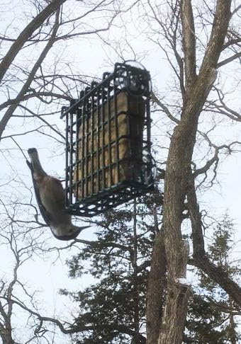 Suet Cake 15 Pack | 11 oz. Suet Cakes for Wild Birds| (Mega Mix)