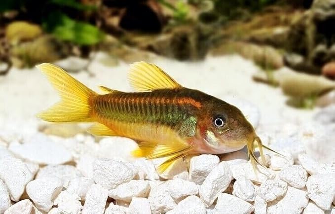 Aquatic Foods Inc. Brine Shrimp Sinking Micro Bites for Guppies, Nano Fish, Cichlids, Discus, Corys, Tetras, Bettas All Tropical Fish…2.1oz Squeeze Bottle