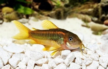 Aquatic Foods Inc. Brine Shrimp Sinking Micro Bites for Guppies, Nano Fish, Cichlids, Discus, Corys, Tetras, Bettas All Tropical Fish…1.4oz Squeeze Bottle