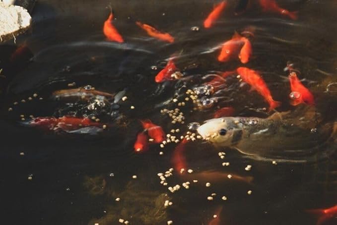 Aquatic Foods Inc. 0.8mm Micro Spirulina Green GRO Floating Pellets for Guppies, Tetras, Bettas, Nano Fish, All Baby Fish…3.7oz Squeeze Bottle