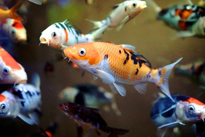 Aquatic Foods Inc. Goldfish Flakes, 42% Protein Color Enhancing and Spirulina Flakes for Aquarium & Pond Goldfish, Koi and All Pond Fish...WL…1/4-lb Foil Pouch Bag