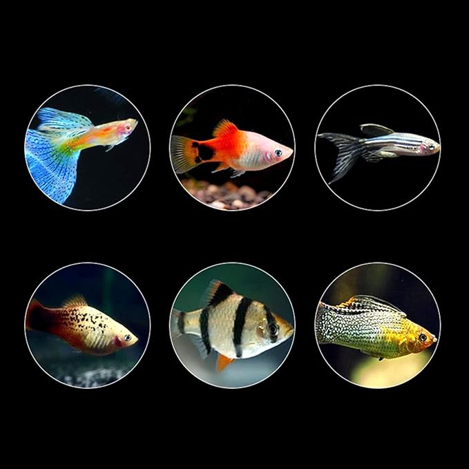 60G Brine Shrimp Shelling Eggfood Aquarium Hatching Tropic Fish Food for Feeding Baby Fishes Artemia Shelling Eggs