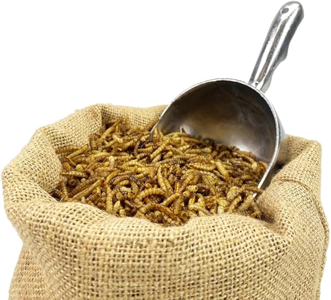 5Lb Chubby Dried Mealworms High Protein Treat for Chickens, Ducks & Birds