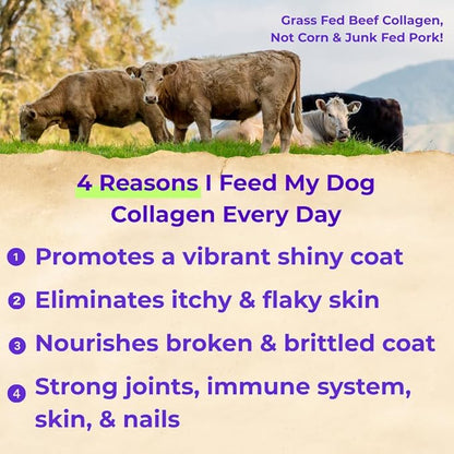 Back 40 Dogs Premium Grass-Fed Liquid Collagen for Dogs Skin and Coat, HIPS and Joints | Allergy Relief with Biotin, Vitamin C and MSM for Joint, Nails & Immunity | Made in USA
