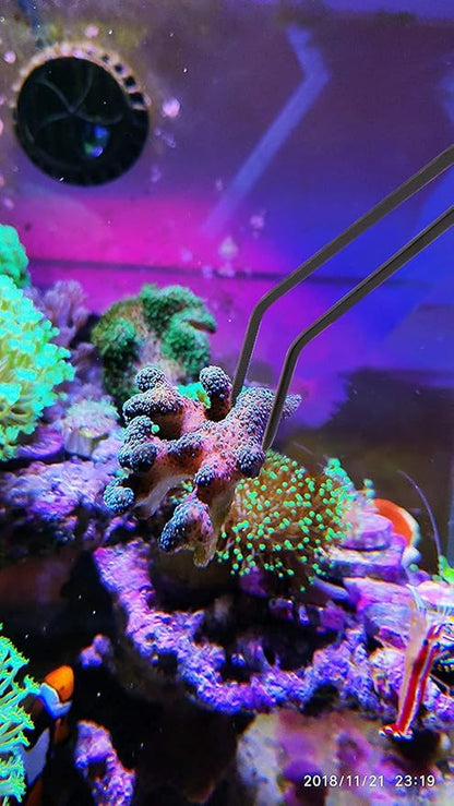 Aquarium Choice Coral Feeder Long Syringe, 2 Units, SPS HPS Marine Reef Coral Feeder Tool, 2 Tweezers for Coral Frag, Fish Excreta Cleaner