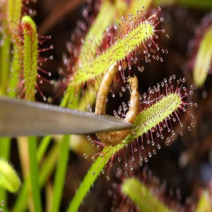 Aquatic Foods Inc. Freeze-Dried Bloodworms, Our Grade A Floating Bloodworms for All Freshwater Fish, Marine Fish, Corals, Anemones, Baby Pond Fish…0.8oz Squeeze Bottle