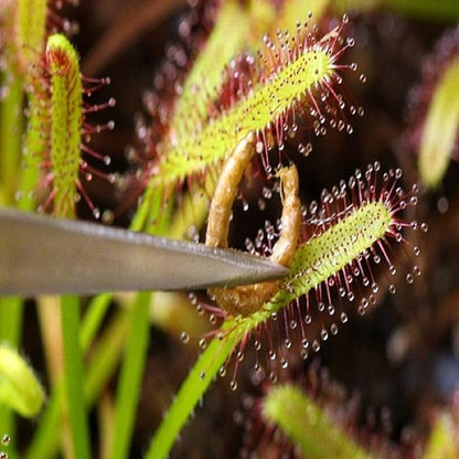 Aquatic Foods Inc. Freeze-Dried Bloodworms, Our Grade A Floating Bloodworms for All Freshwater Fish, Marine Fish, Corals, Anemones, Baby Pond Fish…0.8oz Squeeze Bottle