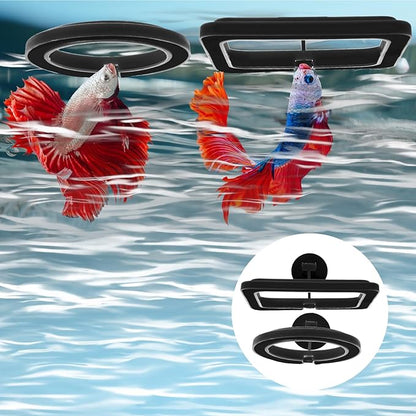 2 PCS Fish Feeding Rings,Black Fish Feeder Round and Square Aquarium Floating Food Feeder Circle with Suction Cup Prevent Water Turbulence from Washing Food into Filter for Guppy, Goldfish and Other