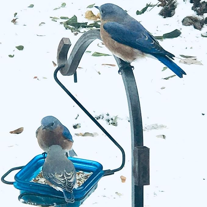 Amzey Dried Mealworms 1 LB, 100% Natural Meal Worms for Chicken & Birds, Organic Chicken Feed for Laying Hens, High Protein and Nutrition, Zipped Bag