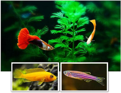 60G Brine Shrimp Shelling Eggfood Aquarium Hatching Tropic Fish Food for Feeding Baby Fishes Artemia Shelling Eggs