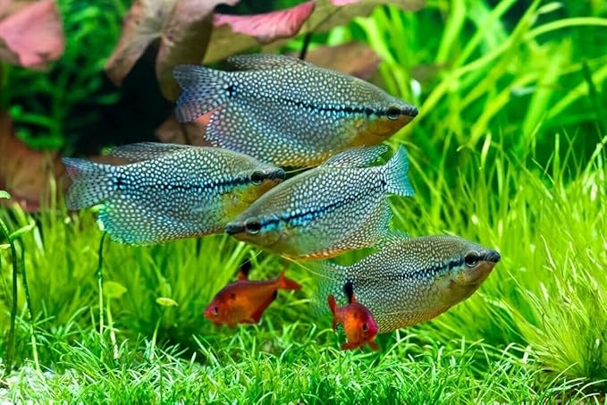 Aquatic Foods Inc. Community Fish Granules 0.5mm High Protein Floating/Sinking Color Enhancing Granules for Freshwater Fish, Marines, Baby Pond Fry…3.8oz Squeeze Bottle