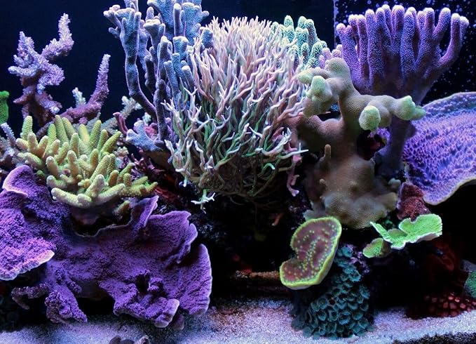 Aquatic Foods Inc. Freeze-Dried Cyclops/Copepods for Tropical Fish Fry and Babies, Nano & Micro Fish, Corals and Anemones…0.7oz Squeeze Bottle