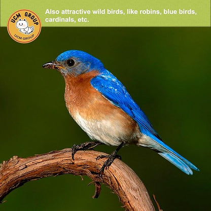 UCM Group 10LB Dried Black Soldier Fly Larvae for Chicken, Poultry, Wild Birds,100% Natural Non-GMO, No Additives, Treat, More Calcium Chicken Treats Than Mealworms