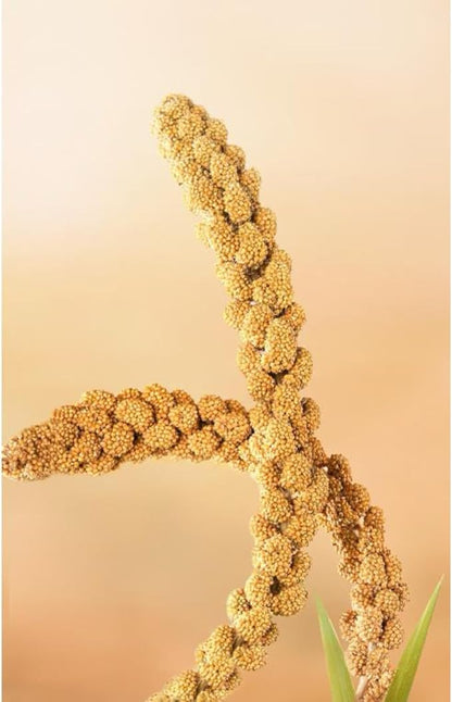 1.1LB Vacuum Sealed Spray Millet Treat for Birds Parakeets, Natural Sun-Dried Birds Millet for Cockatiel, Budgie, Finches, Parrots, Hamster(500 Gram)