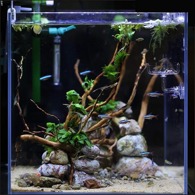 Aquarium Shrimp/Small Fish Feeding Dish Feeder Dish, Acrylic Material, Mini Size (Clover Shaped)