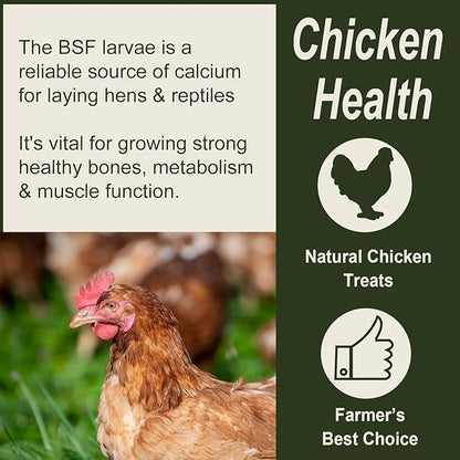 Adaman Dried Black Soldier Fly Larvae 5 LBS-100% Natural BSF Larvae-More Calcium Than Dried Mealworms High-Protein Chickens Treats, Food for Birds, Ducks, Layer Hens