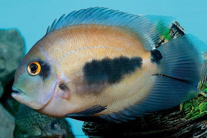 Aquatic Foods Inc. Arctic Krill Flakes which Contain Natural Carotenoids & Astaxanthin That Will Enhance The Vibrant Colors of Fish, for All Tropical and Marine Fish...WL…2-lbs Poly Bag