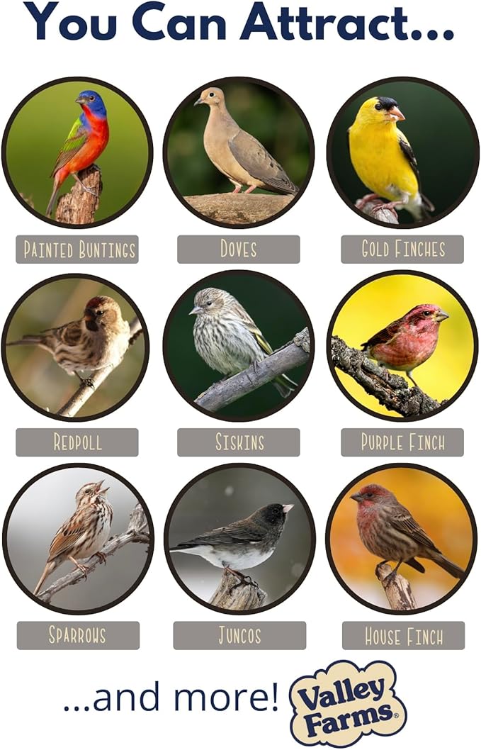 Valley Farms White Millet Wild Bird Seed 5 LB 2-Pack (10 LB Total) for Outside feeders, White proso Millet, Bird Watcher Secret Wild Bird Food