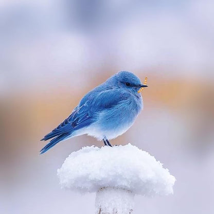 3.5oz Freeze-Dried Mealworms – All Natural High Protein Pet Food for Birds, Chickens, and Reptiles