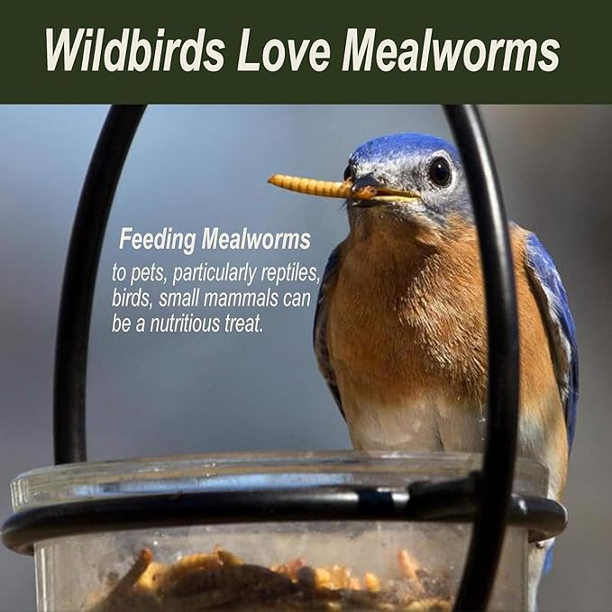 Adaman Dried Mealworms -5 LBS- 100% Natural High Protein Mealworms - Bulk Meal Worms for Blue Birds, Chickens, Ducks - Best Chicken Treats, Bird Food, Turtle Food