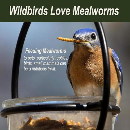 Adaman Dried Mealworms -5 LBS- 100% Natural High Protein Mealworms - Bulk Meal Worms for Blue Birds, Chickens, Ducks - Best Chicken Treats, Bird Food, Turtle Food