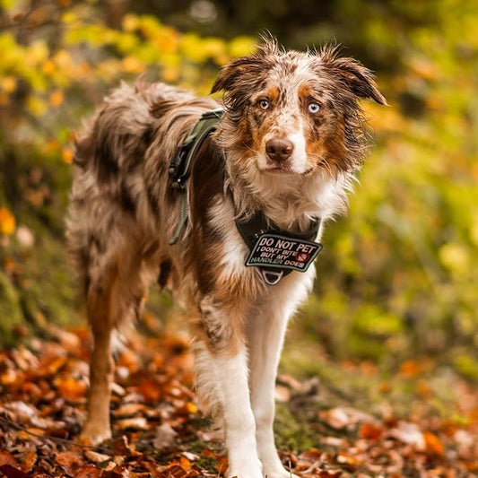 rabbitgoo Dog Harness for Large Dogs No Pull, Tactical Service Pet Vest with Molle and Control Handle, Adjustable and Reflective Military Harness for Easy Walking and Training, Brown camo, L