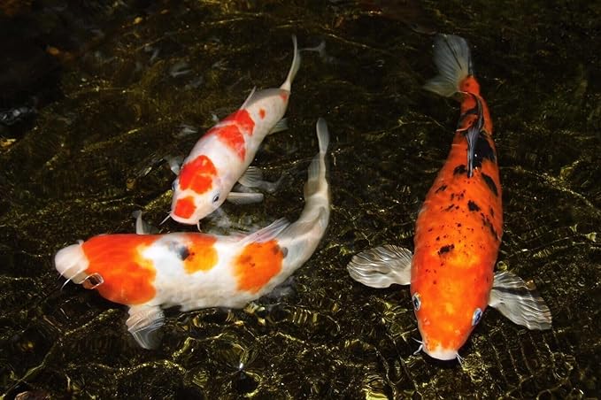 Aquatic Foods Inc. 0.8mm Micro Spirulina Green GRO Floating Pellets for Guppies, Tetras, Bettas, Nano Fish, All Baby Fish…3.7oz Squeeze Bottle