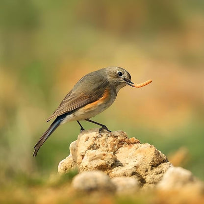 3.5oz Freeze-Dried Mealworms – All Natural High Protein Pet Food for Birds, Chickens, and Reptiles