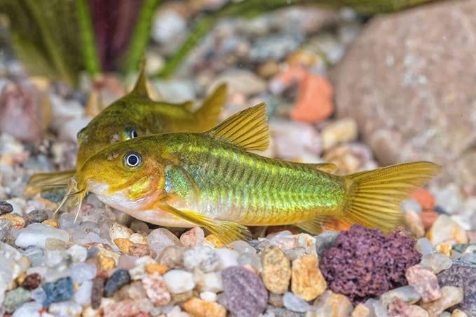 Aquatic Foods Inc. Our Original Blackworm and Color Enhancing Tropical Community Fish 1mm High Protein Sinking Pellet Mix of Blackworm and Color Enhancing Pellets…2.5oz Squeeze Bottle