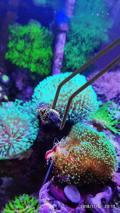 Aquarium Choice Coral Feeder Long Syringe, 2 Units, SPS HPS Marine Reef Coral Feeder Tool, 2 Tweezers for Coral Frag, Fish Excreta Cleaner