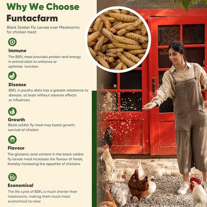 2LB Dried Black Soldier Fly Larvae for Chicken, Dried Mealworms Premium Grade High Protein Chicken Treat for Laying Hens, Wild Birds, Fish, Turtles and Lizard