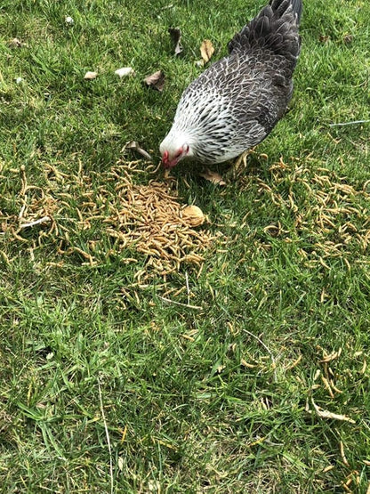 Amzey Appetizing Mealworms 22lbs-100% Non-GMO Dried Mealworms - High-Protein Meal Worm Treats -Perfect for Your Chickens,Ducks,Wild Birds,Turtles,Hamsters,Fish
