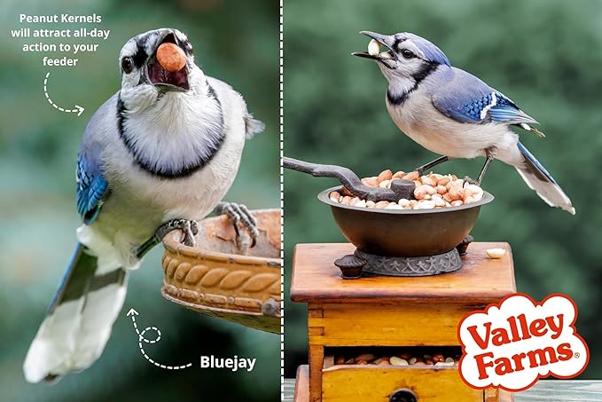 Valley Farms Whole Peanut Kernels (4 LB) Wild Bird Food for Outside Feeders, Peanuts for Birds, Chickadee Bird Seed for Outside Feeders, No Mess Bird Seed