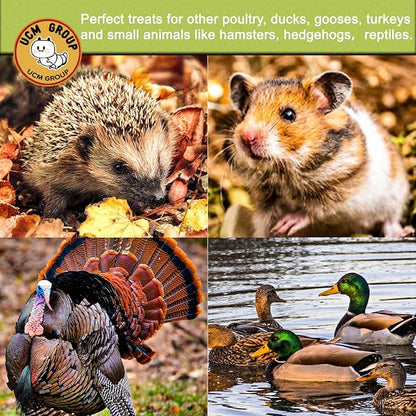 UCM Group 5LB Dried Black Soldier Fly Larvae for Chicken, Poultry, Wild Birds,No Additives, 100% Natural Non-GMO, More Calcium Chicken Treats Than Mealworms