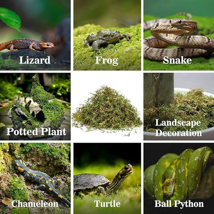 Sukh Sphagnum Moss for Reptiles -Terrarium Moss for Reptiles Peat Moss for Reptiles Habitat Bedding Moss for Snakes Turtle Frog Gecko and Other Reptiles Substrate (15.8, Ounces)