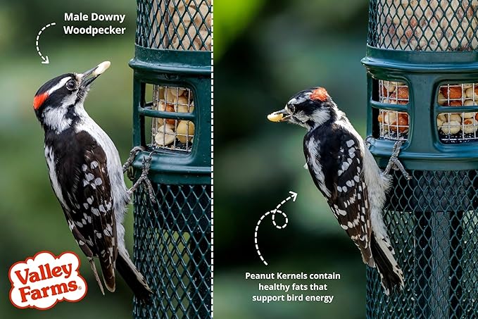 Valley Farms Whole Peanut Kernels (4 LB) Wild Bird Food for Outside Feeders, Peanuts for Birds, Chickadee Bird Seed for Outside Feeders, No Mess Bird Seed