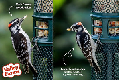 Valley Farms Whole Peanut Kernels (4 LB) Wild Bird Food for Outside Feeders, Peanuts for Birds, Chickadee Bird Seed for Outside Feeders, No Mess Bird Seed