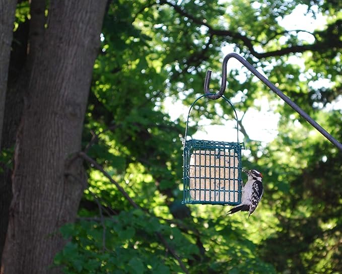 Woodpecker Suet Cake 10 Pack for Wild Birds